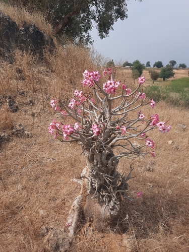 desert rose