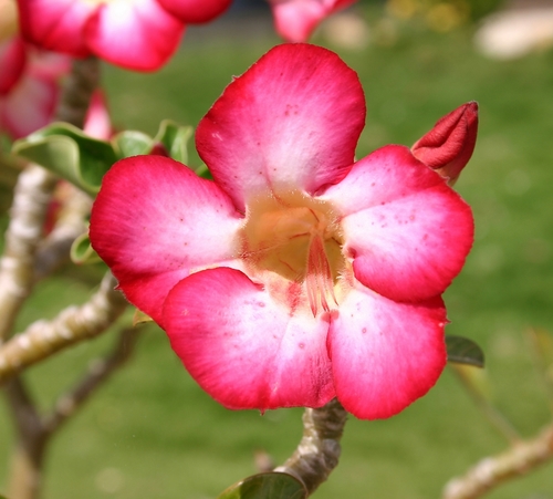 desert rose