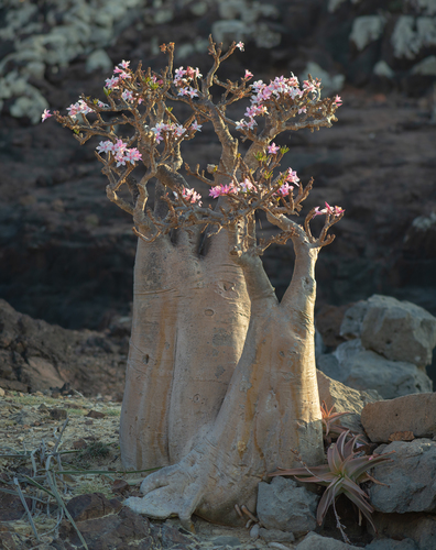 desert rose