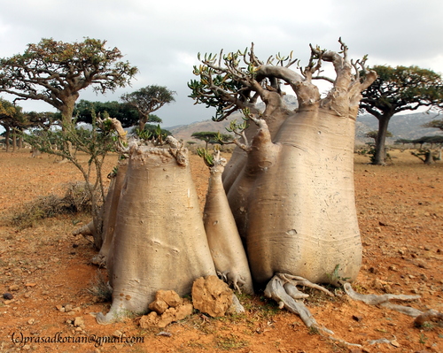 desert rose