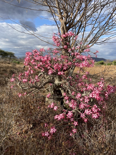 desert rose