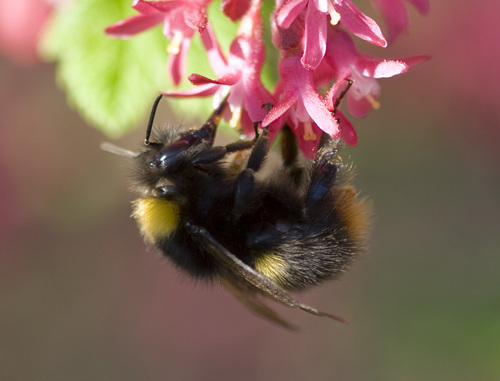 Early Bumble Bee