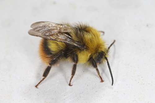 Early Bumble Bee