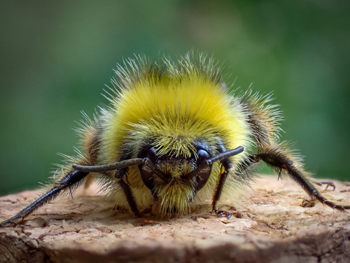 Early Bumble Bee