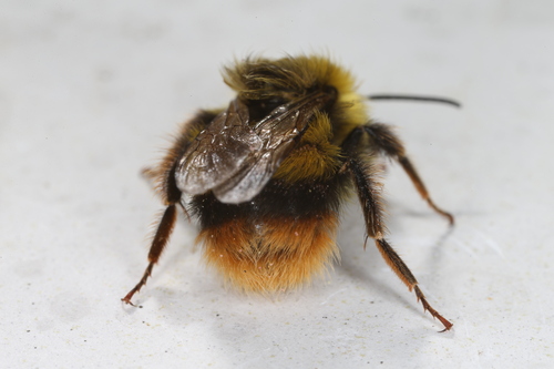 Early Bumble Bee