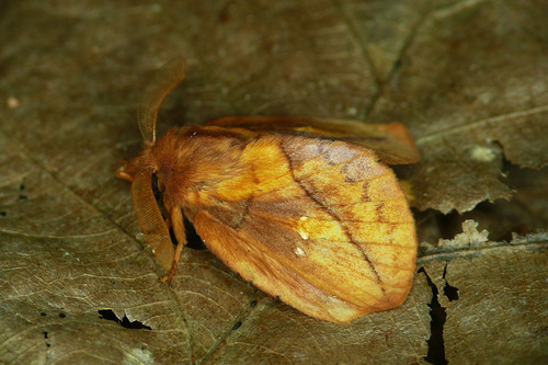 Drinker Moth