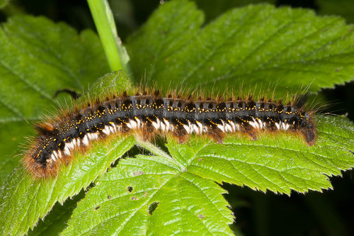 Drinker Moth