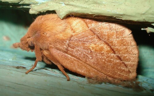 Drinker Moth