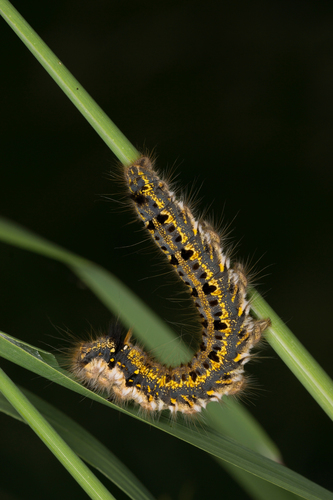 Drinker Moth