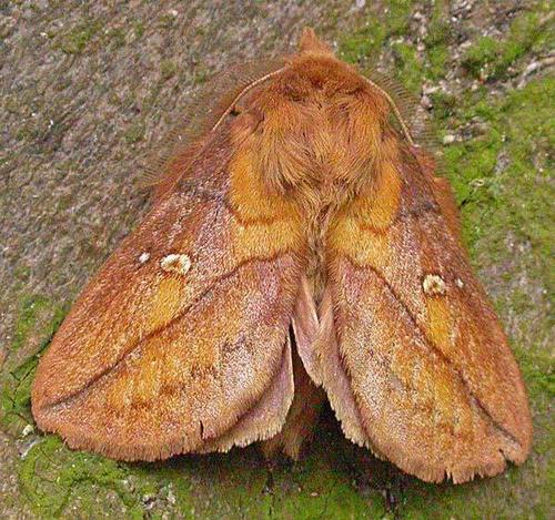 Drinker Moth