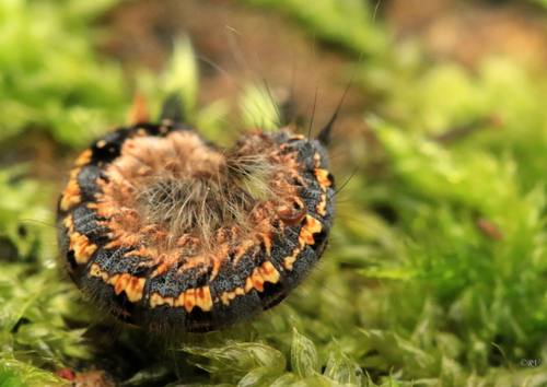 Drinker Moth