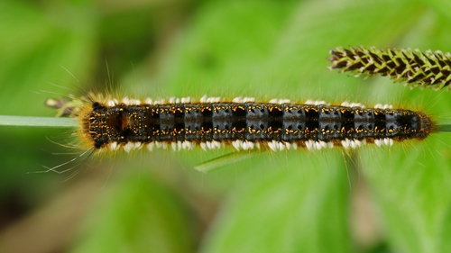 Drinker Moth