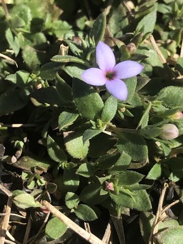 tiny bluet