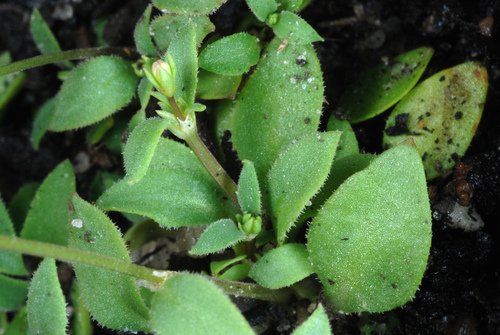 tiny bluet