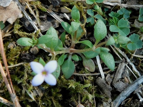 tiny bluet
