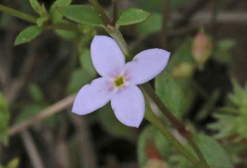 tiny bluet