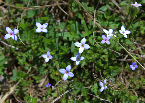 tiny bluet