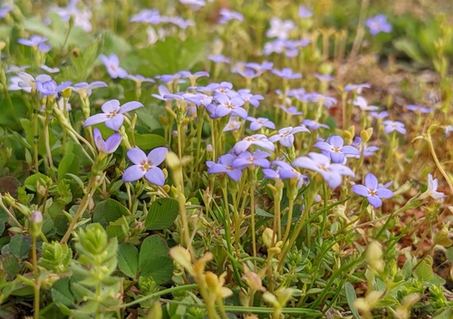 tiny bluet