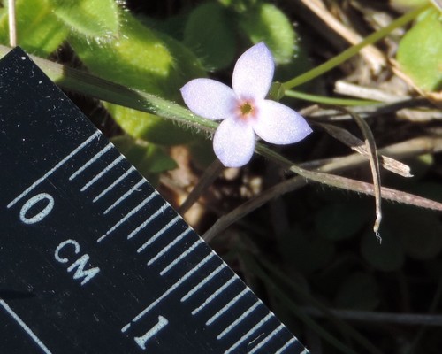 tiny bluet