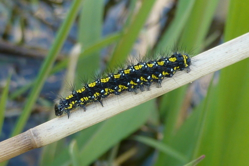 Scarlet Tiger