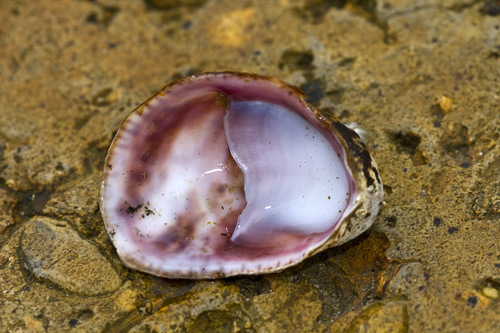Common Atlantic Slippersnail