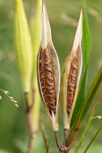 swamp milkweed