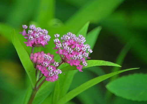 swamp milkweed