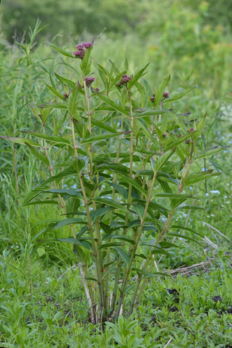 swamp milkweed