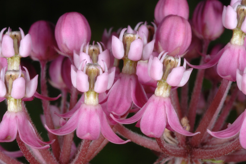 swamp milkweed