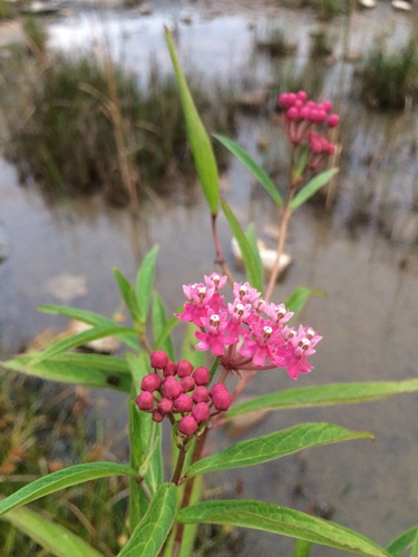 swamp milkweed