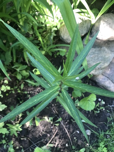 swamp milkweed