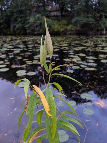 swamp milkweed