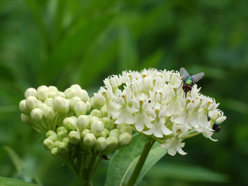 swamp milkweed