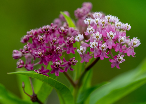 swamp milkweed
