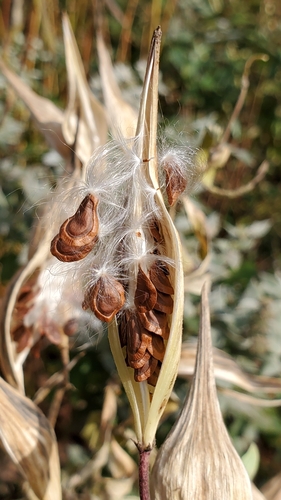 swamp milkweed