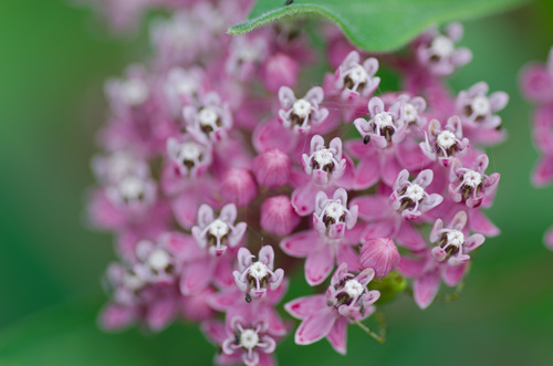 swamp milkweed