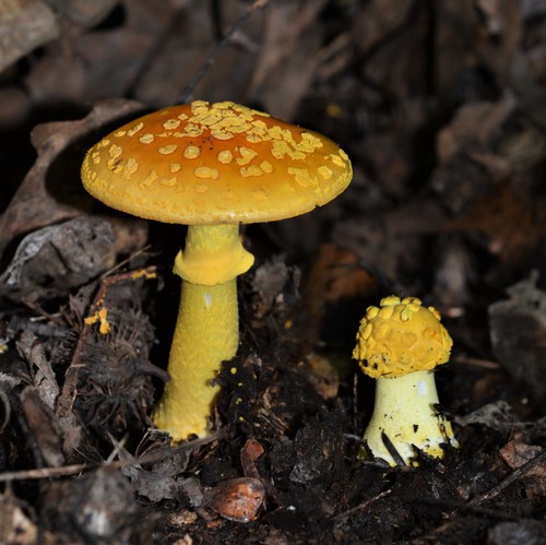 Yellow Patches
