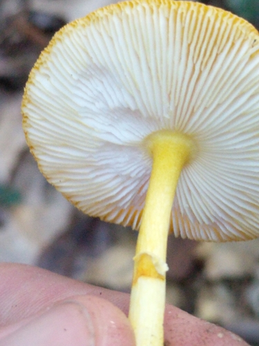 Yellow Patches