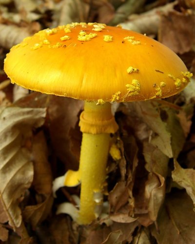 Yellow Patches