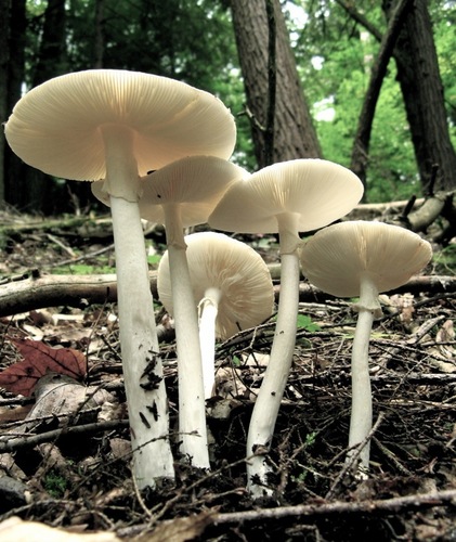 Eastern North American Destroying Angel