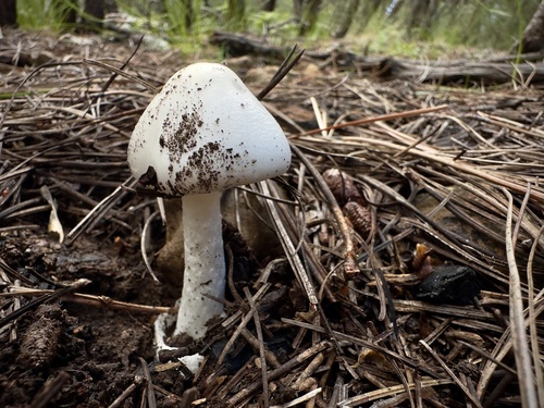 Eastern North American Destroying Angel