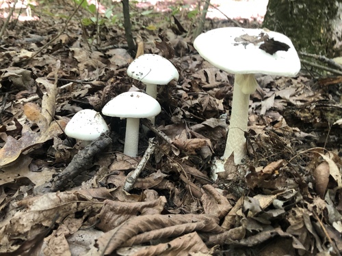 Eastern North American Destroying Angel