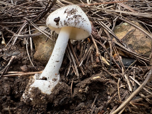 Eastern North American Destroying Angel