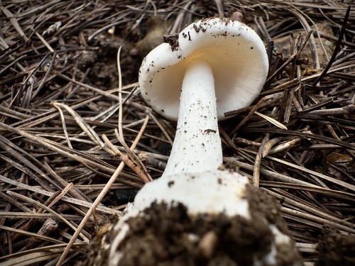 Eastern North American Destroying Angel