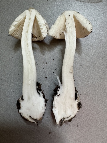 Eastern North American Destroying Angel