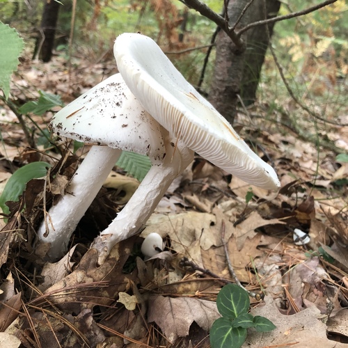 Eastern North American Destroying Angel