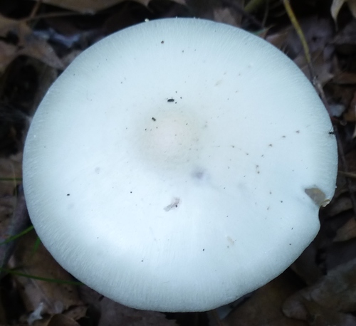 Eastern North American Destroying Angel