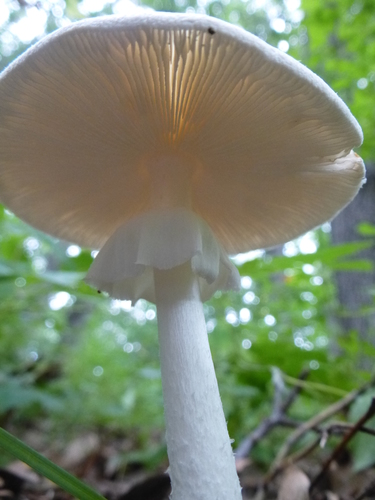 Eastern North American Destroying Angel