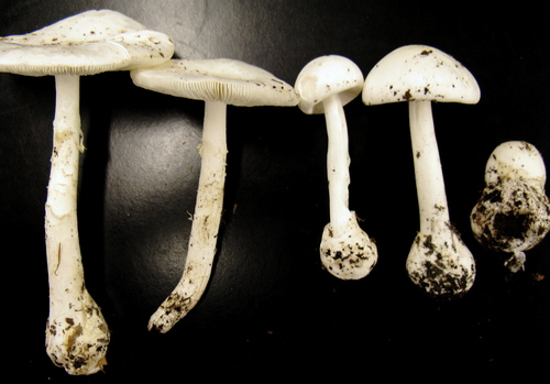 Eastern North American Destroying Angel