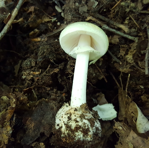 Eastern North American Destroying Angel